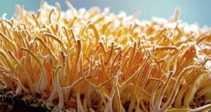 Cordyceps ráno nebo večer? Jak ho lidé nejčastěji zařazují