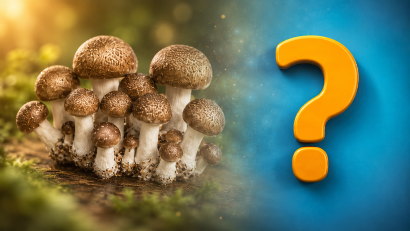 Agaricus FAQ: nejčastější otázky a odpovědi