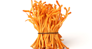 Jak vybrat Cordyceps