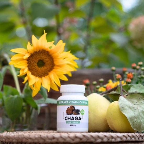 Chaga - Rezavec šikmý min.30% polysacharidů a 4% triterpenů