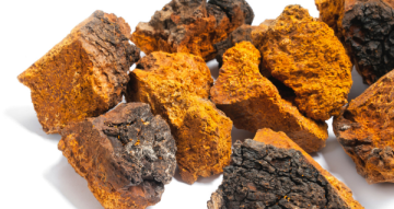 Chaga a vitalita: jak ji zařadit do každodenní rutiny