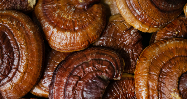 Reishi recenze