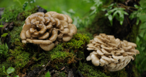 Maitake imunita: jak zařadit houbu do rutiny
