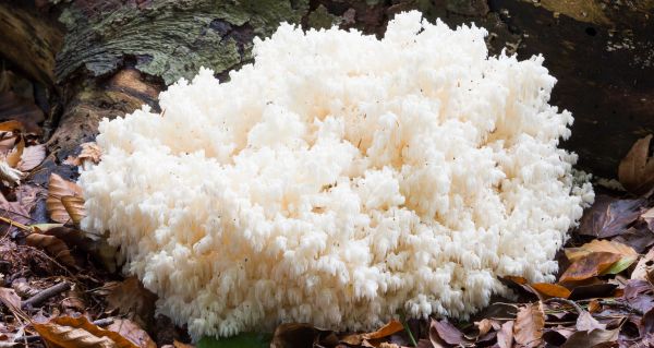 Hericium extrakt: průvodce výběrem lví hřívy