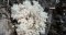 Hericium FAQ