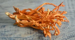 Cordyceps nežádoucí účinky: na co si dát pozor
