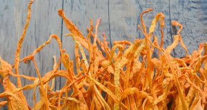 Co je cordyceps