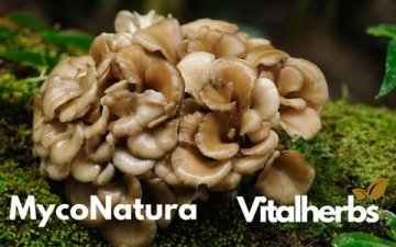 Maitake: Tančící houba s potenciálem v boji proti rakovině