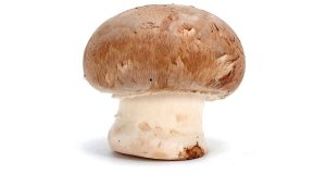 Agaricus blazei a funkční houby
