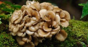 Maitake a rovnováha organismu: Proč se o ni zajímá stále více lidí