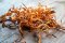 Cordyceps CS-4: co toto označení znamená