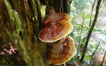 Houba Reishi: Přírodní zázrak pro zdravé srdce