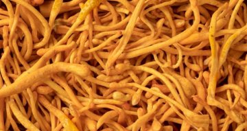 Cordyceps recenze