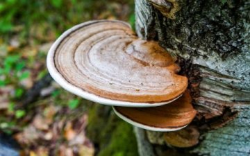 Vitální houba Chaga: Přírodní podpora zdraví a imunity