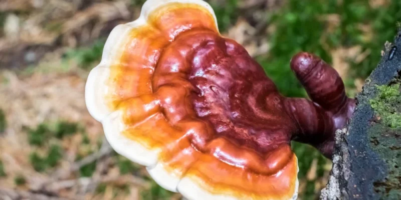 Reishi a Lví Hříva v boji proti nespavosti: Co byste měli vědět?