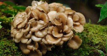 Maitake a rovnováha organismu: Proč se o ni zajímá stále více lidí