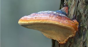 Reishi FAQ