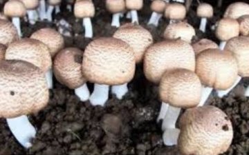 Agaricus blazei: Houba vitality, rovnováhy a silné imunity, která dobývá moderní medicínu