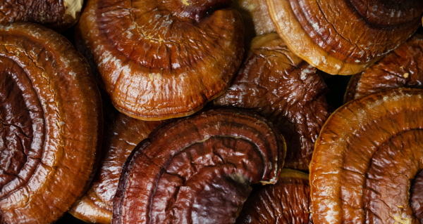 Reishi pro začátečníky: praktický průvodce