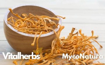 ⚡ Cordyceps – přírodní adaptogen pro výkon, libido i dlouhověkost