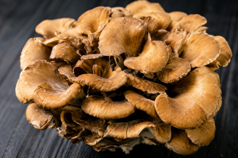 Maitake účinky: praktický průvodce trsnatcem lupenitým