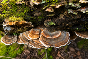 Coriolus extrakt