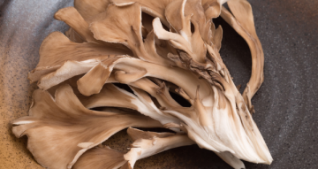 Maitake a vitalita: jak z ní udělat každodenní rituál