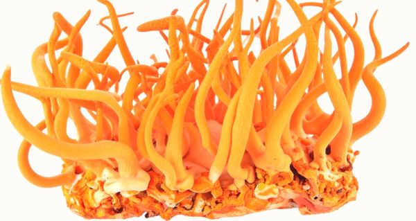 Cordyceps CS-4 a energie: Proč si ho oblíbili aktivní lidé