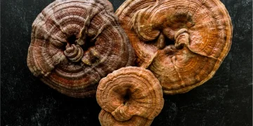 Desetiletí Objevů: 30 Let mykochemického výzkumu hub Ganoderma