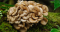 Maitake a metabolismus: praktický průvodce