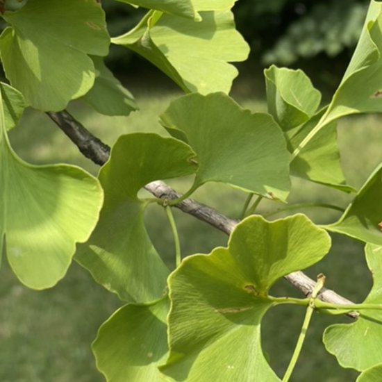Ginkgo biloba