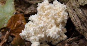 Co je hericium