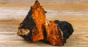 Chaga dávkování