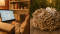 Polyporus studie: co říká výzkum o choroši oříši
