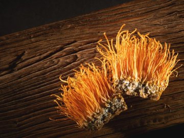 Cordyceps: vlastnosti, kontraindikace, názory odborníků